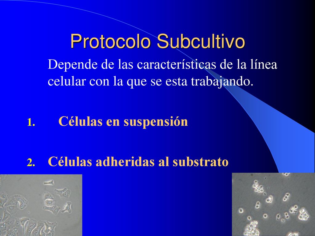 Protocolo Subcultivo Depende de las características de la línea celular con la que se esta trabajando.