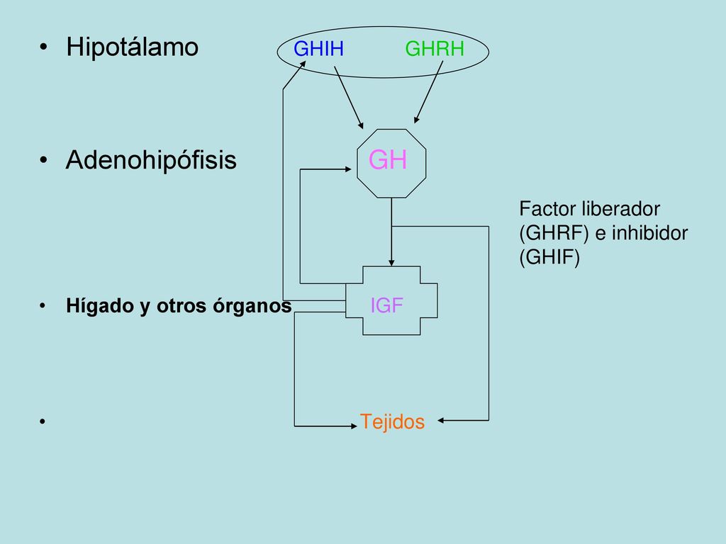 Hipotálamo GHIH GHRH Adenohipófisis GH Hígado y otros órganos IGF