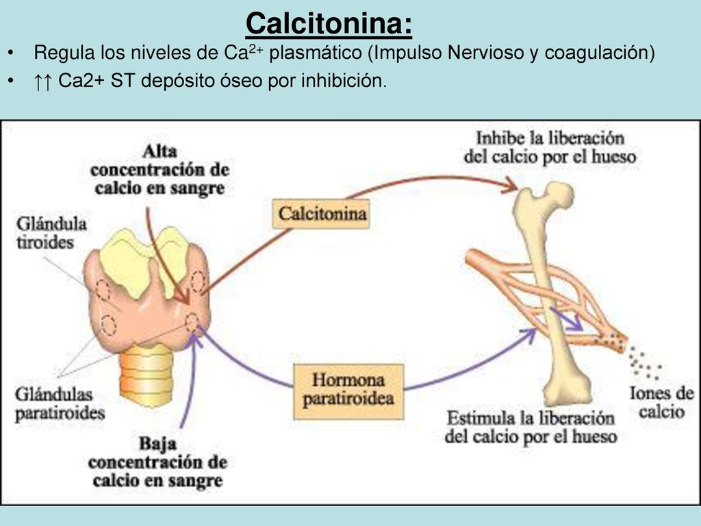 Calcitonina: Regula los niveles de Ca2+ plasmático (Impulso Nervioso y coagulación) ↑↑ Ca2+ ST depósito óseo por inhibición.