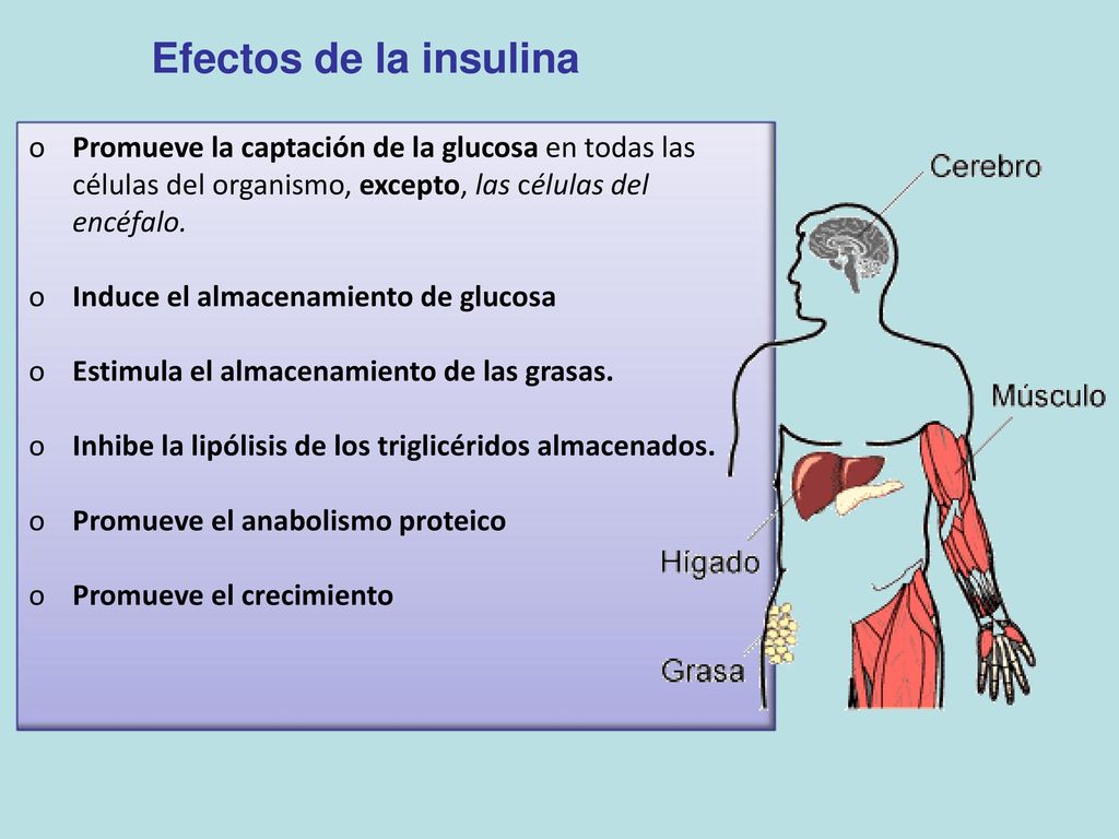 Efectos de la insulina Promueve la captación de la glucosa en todas las células del organismo, excepto, las células del encéfalo.