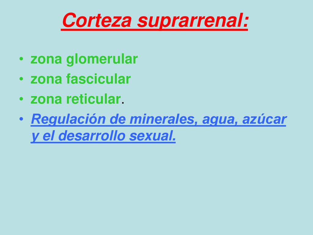 Corteza suprarrenal: zona glomerular zona fascicular zona reticular.