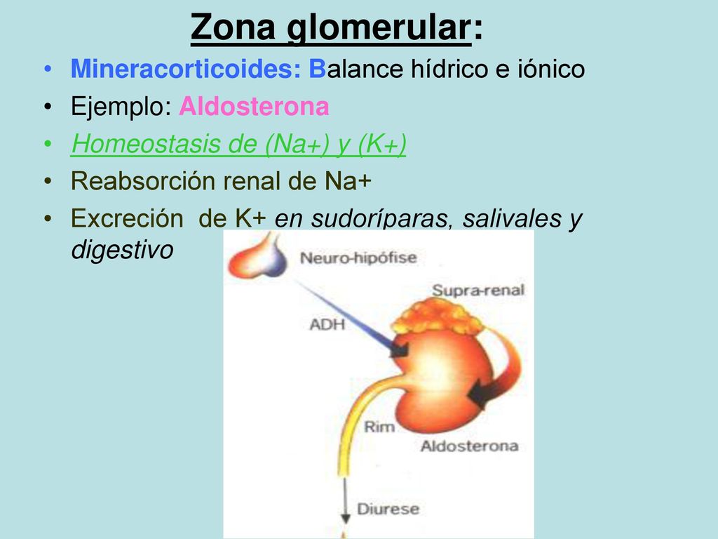 Zona glomerular: Mineracorticoides: Balance hídrico e iónico