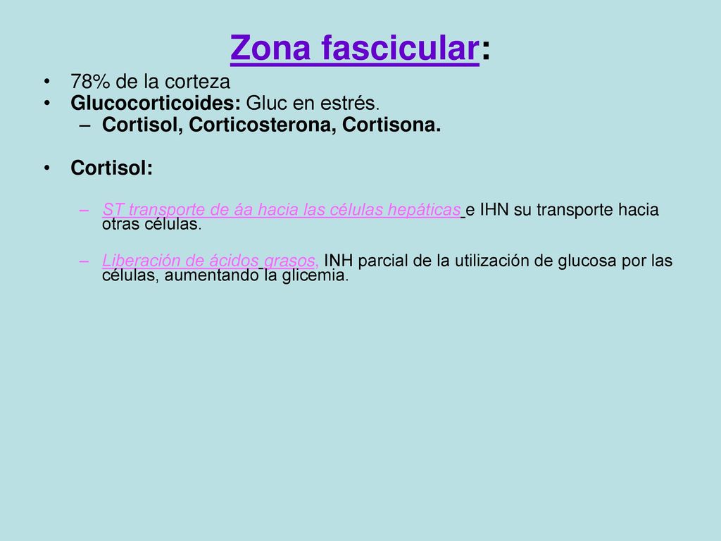 Zona fascicular: 78% de la corteza Glucocorticoides: Gluc en estrés.