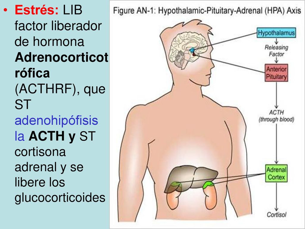 Estrés: LIB factor liberador de hormona Adrenocorticotrófica (ACTHRF), que ST adenohipófisis la ACTH y ST cortisona adrenal y se libere los glucocorticoides