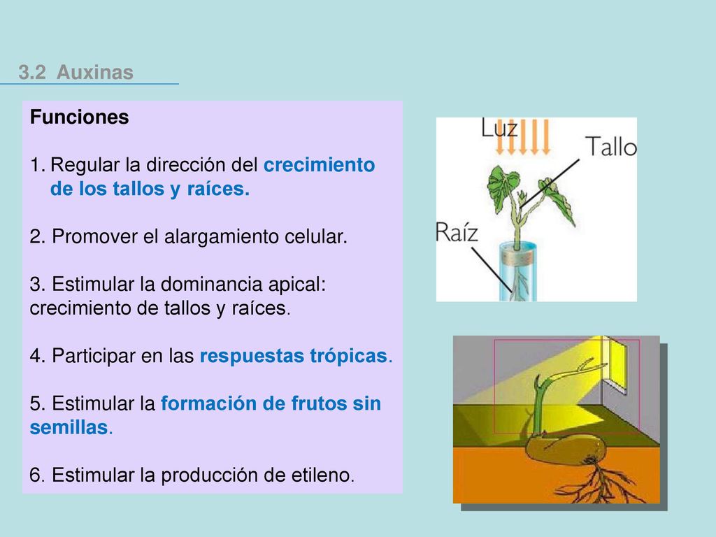 3.2 Auxinas Funciones. Regular la dirección del crecimiento de los tallos y raíces. 2. Promover el alargamiento celular.