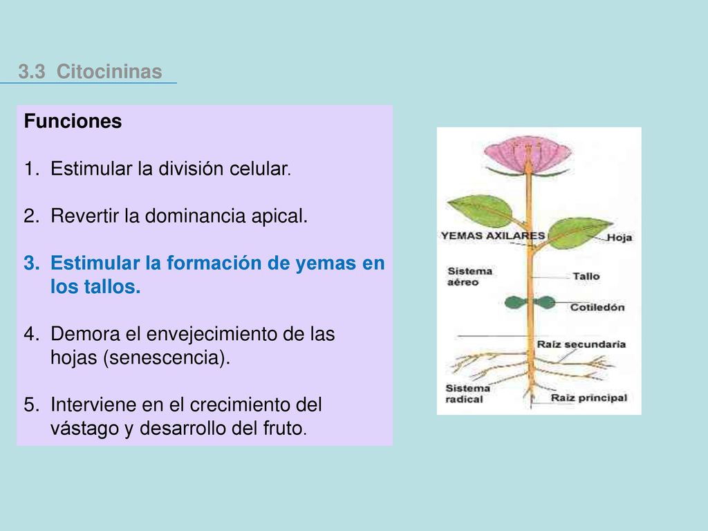 3.3 Citocininas Funciones. Estimular la división celular. Revertir la dominancia apical. Estimular la formación de yemas en los tallos.