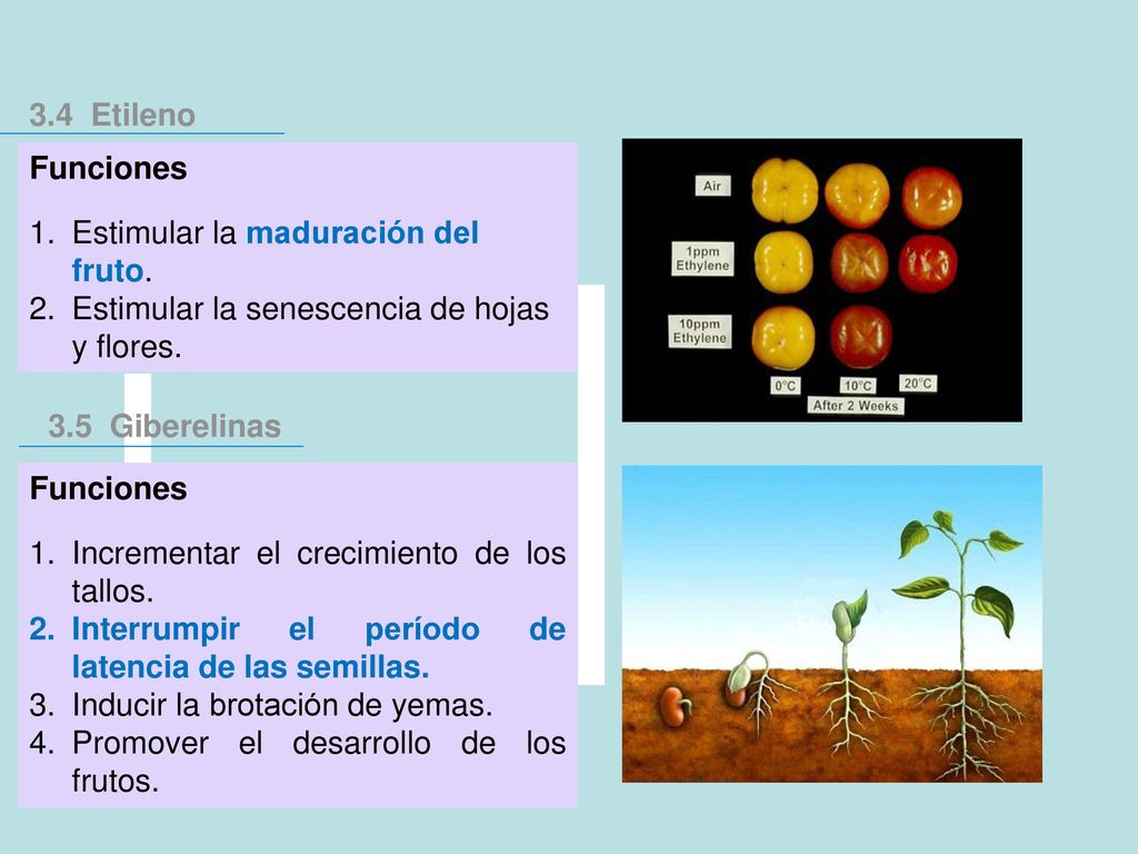 3.4 Etileno Funciones. Estimular la maduración del fruto. Estimular la senescencia de hojas y flores.