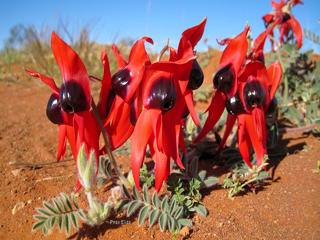 Swainsona formosa El Guisante del desierto, como se la llama comúnmente es una extraña y maravillosa flor producto de la evolución para poder sobrevivir y prosperar en climas secos y áridos.