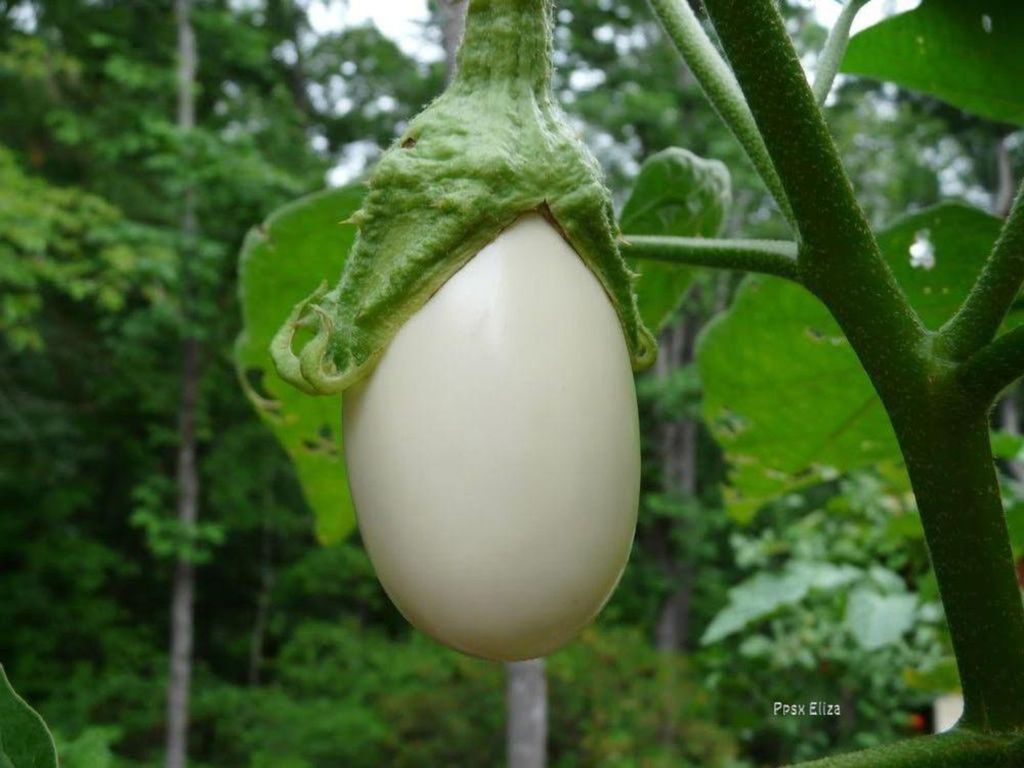Solanum ovigerum Llamada también planta de huevos , es una planta emparentada directamente con Solanum melangena, la berenjena.