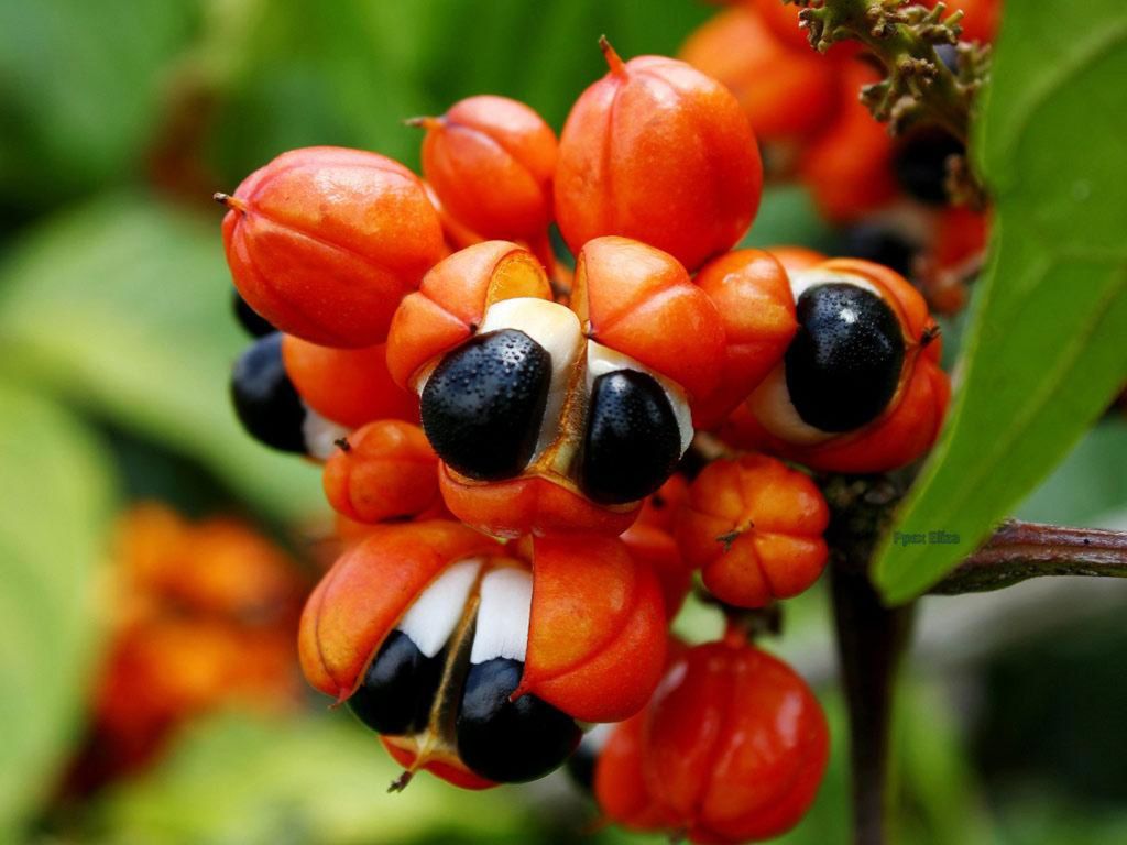 La Paullinia cupana es un arbusto trepador de la familia Sapindaceae