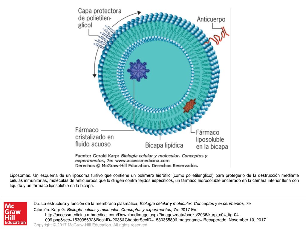 Liposomas. Un esquema de un liposoma furtivo que contiene un polímero hidrófilo (como polietilenglicol) para protegerlo de la destrucción mediante células inmunitarias, moléculas de anticuerpos que lo dirigen contra tejidos específicos, un fármaco hidrosoluble encerrado en la cámara interior llena con líquido y un fármaco liposoluble en la bicapa.