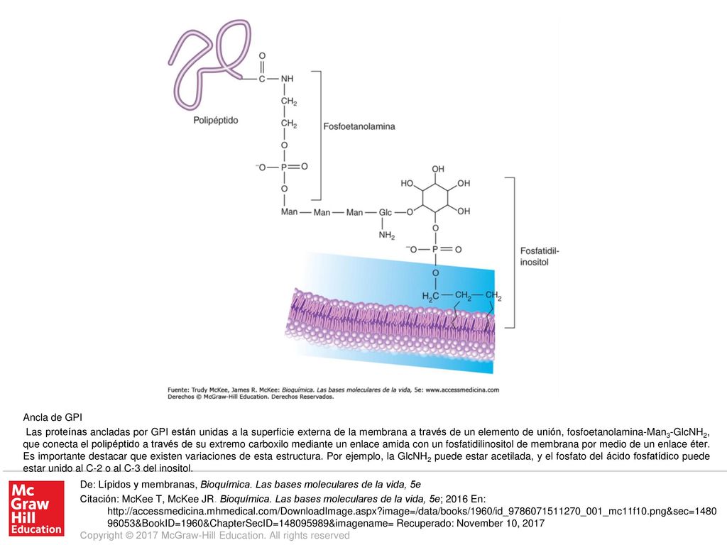 Las proteínas ancladas por GPI están unidas a la superficie externa de la membrana a través de un elemento de unión, fosfoetanolamina-Man3-GlcNH2, que conecta el polipéptido a través de su extremo carboxilo mediante un enlace amida con un fosfatidilinositol de membrana por medio de un enlace éter. Es importante destacar que existen variaciones de esta estructura. Por ejemplo, la GlcNH2 puede estar acetilada, y el fosfato del ácido fosfatídico puede estar unido al C-2 o al C-3 del inositol.