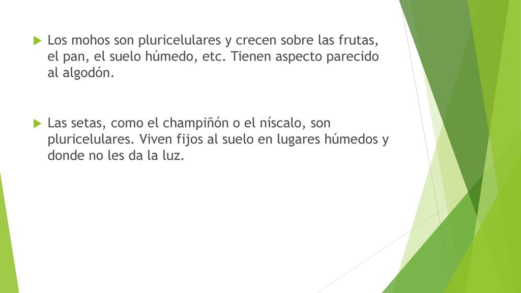Los mohos son pluricelulares y crecen sobre las frutas, el pan, el suelo húmedo, etc. Tienen aspecto parecido al algodón.