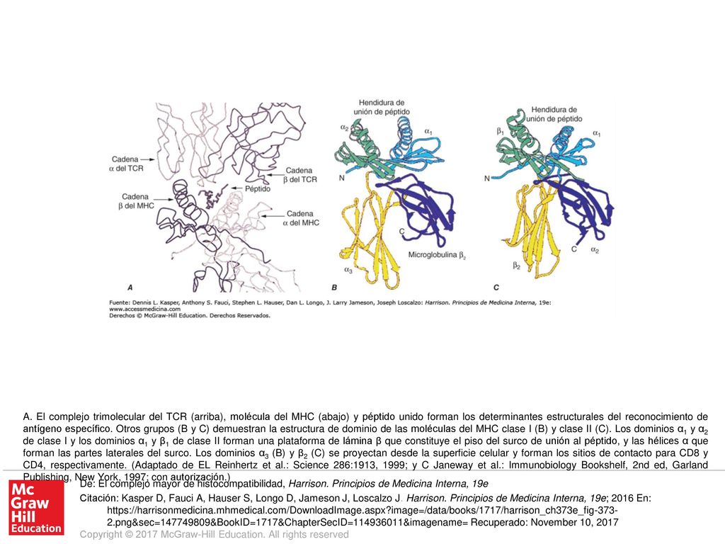 A. El complejo trimolecular del TCR (arriba), molécula del MHC (abajo) y péptido unido forman los determinantes estructurales del reconocimiento de antígeno específico. Otros grupos (B y C) demuestran la estructura de dominio de las moléculas del MHC clase I (B) y clase II (C). Los dominios α1 y α2 de clase I y los dominios α1 y β1 de clase II forman una plataforma de lámina β que constituye el piso del surco de unión al péptido, y las hélices α que forman las partes laterales del surco. Los dominios α3 (B) y β2 (C) se proyectan desde la superficie celular y forman los sitios de contacto para CD8 y CD4, respectivamente. (Adaptado de EL Reinhertz et al.: Science 286:1913, 1999; y C Janeway et al.: Immunobiology Bookshelf, 2nd ed, Garland Publishing, New York, 1997; con autorización.)