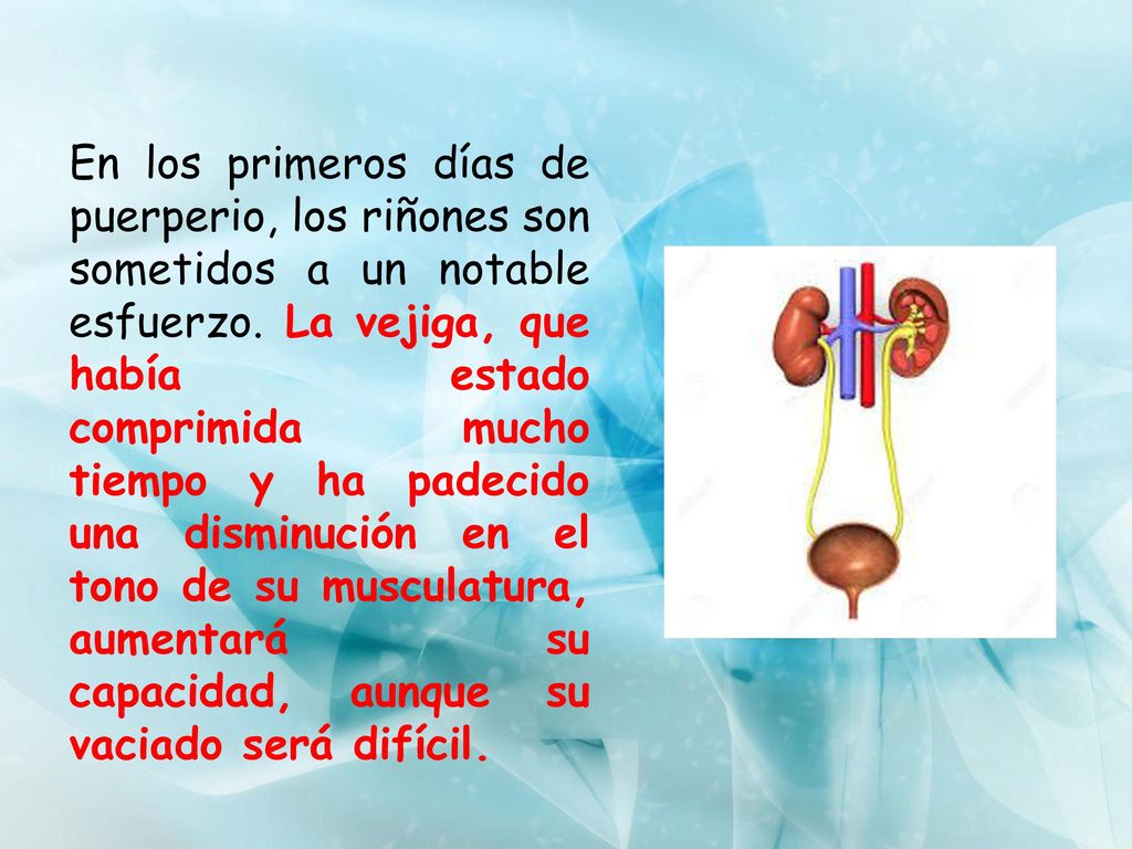 En los primeros días de puerperio, los riñones son sometidos a un notable esfuerzo.