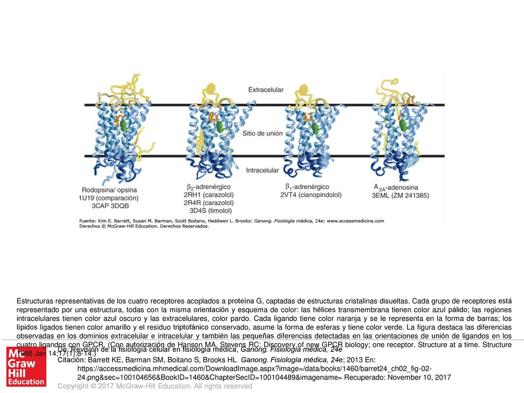 Estructuras representativas de los cuatro receptores acoplados a proteína G, captadas de estructuras cristalinas disueltas. Cada grupo de receptores está representado por una estructura, todas con la misma orientación y esquema de color: las hélices transmembrana tienen color azul pálido; las regiones intracelulares tienen color azul oscuro y las extracelulares, color pardo. Cada ligando tiene color naranja y se le representa en la forma de barras; los lípidos ligados tienen color amarillo y el residuo triptofánico conservado, asume la forma de esferas y tiene color verde. La figura destaca las diferencias observadas en los dominios extracelular e intracelular y también las pequeñas diferencias detectadas en las orientaciones de unión de ligandos en los cuatro ligandos con GPCR. (Con autorización de Hanson MA, Stevens RC: Discovery of new GPCR biology; one receptor. Structure at a time. Structure 1988 Jan 14;17(1):8-14.)