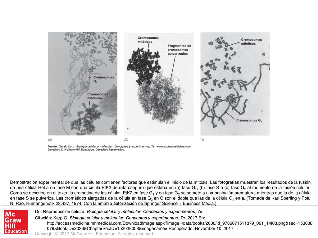 Demostración experimental de que las células contienen factores que estimulan el inicio de la mitosis. Las fotografías muestran los resultados de la fusión de una célula HeLa en fase M con una célula PtK2 de rata canguro que estaba en (a) fase G1, (b) fase S o (c) fase G2 al momento de la fusión celular. Como se describe en el texto, la cromatina de las células PtK2 en fase G1 y en fase G2 se somete a compactación prematura, mientras que la de la célula en fase S se pulveriza. Las cromátides alargadas de la célula en fase G2 en C son el doble que las de la célula G1 en a. (Tomada de Karl Sperling y Potu N. Rao, Humangenetik 23:437, Con la amable autorización de Springer Science + Business Media.)