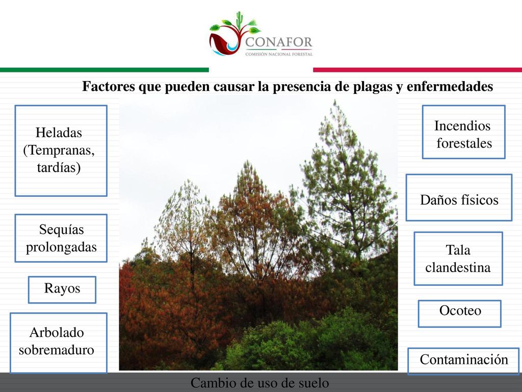 Factores que pueden causar la presencia de plagas y enfermedades