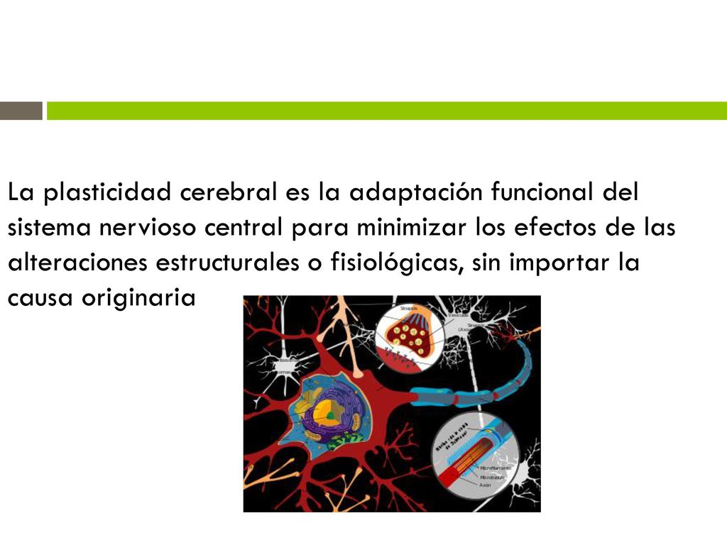 La plasticidad cerebral es la adaptación funcional del sistema nervioso central para minimizar los efectos de las alteraciones estructurales o fisiológicas, sin importar la causa originaria