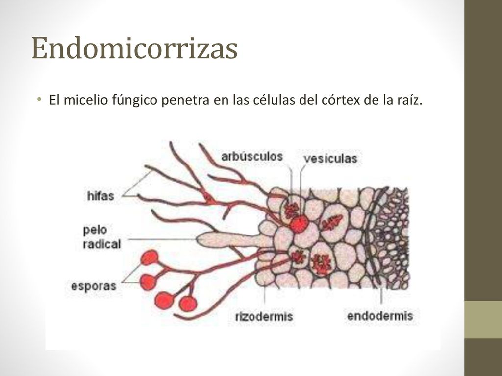 Endomicorrizas El micelio fúngico penetra en las células del córtex de la raíz.