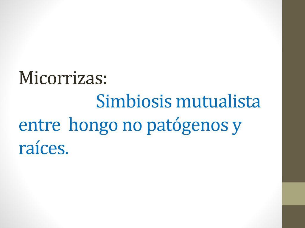 Micorrizas: Simbiosis mutualista entre hongo no patógenos y raíces.