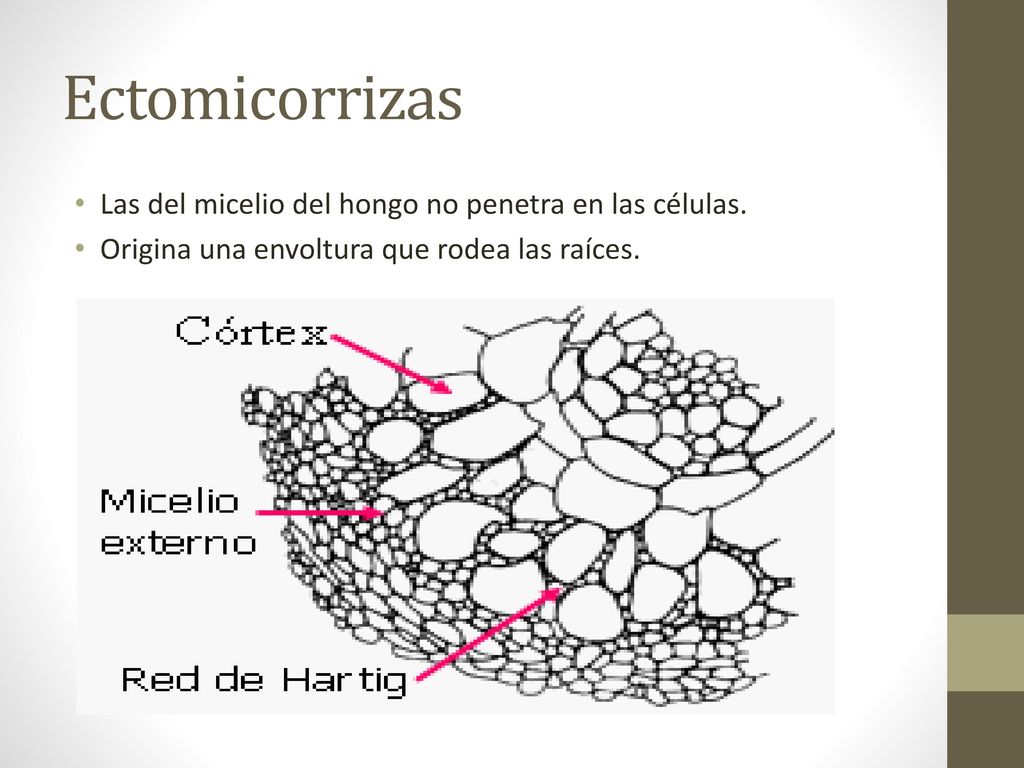 Ectomicorrizas Las del micelio del hongo no penetra en las células.