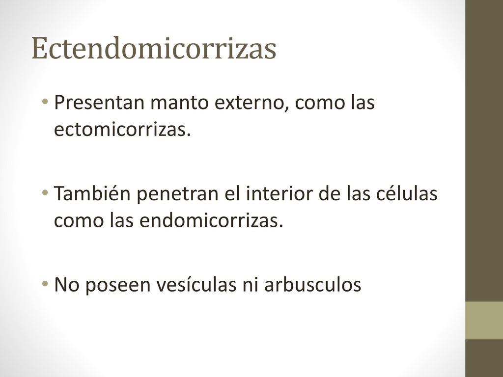 Ectendomicorrizas Presentan manto externo, como las ectomicorrizas.