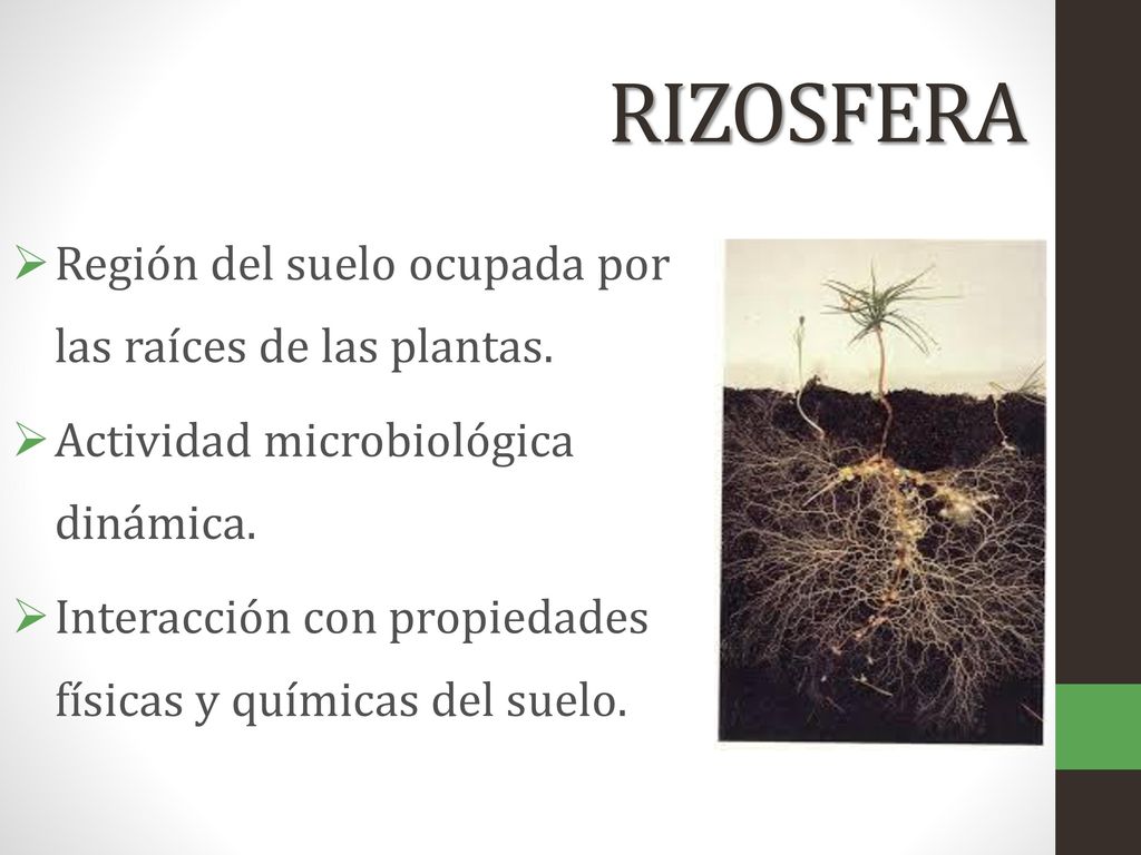 RIZOSFERA Región del suelo ocupada por las raíces de las plantas.