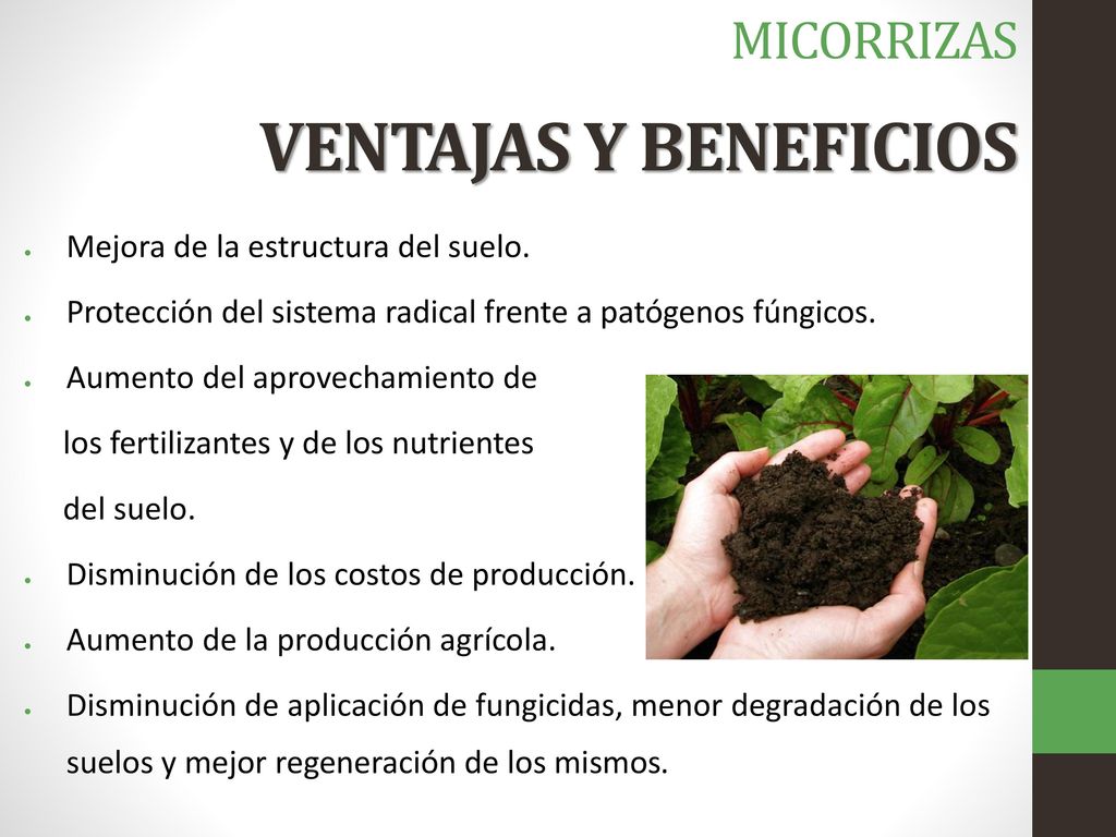 VENTAJAS Y BENEFICIOS MICORRIZAS Mejora de la estructura del suelo.