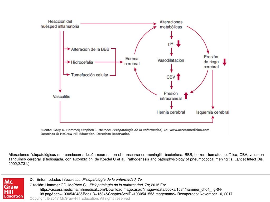 Alteraciones fisiopatológicas que conducen a lesión neuronal en el transcurso de meningitis bacteriana. BBB, barrera hematoencefálica; CBV, volumen sanguíneo cerebral. (Redibujada, con autorización, de Koedel U et al. Pathogenesis and pathophysiology of pneumococcal meningitis. Lancet Infect Dis. 2002;2:731.)