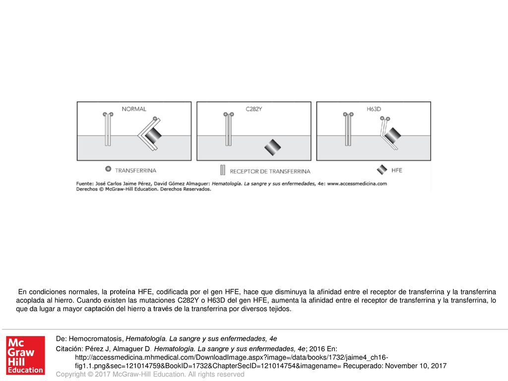 En condiciones normales, la proteína HFE, codificada por el gen HFE, hace que disminuya la afinidad entre el receptor de transferrina y la transferrina acoplada al hierro. Cuando existen las mutaciones C282Y o H63D del gen HFE, aumenta la afinidad entre el receptor de transferrina y la transferrina, lo que da lugar a mayor captación del hierro a través de la transferrina por diversos tejidos.