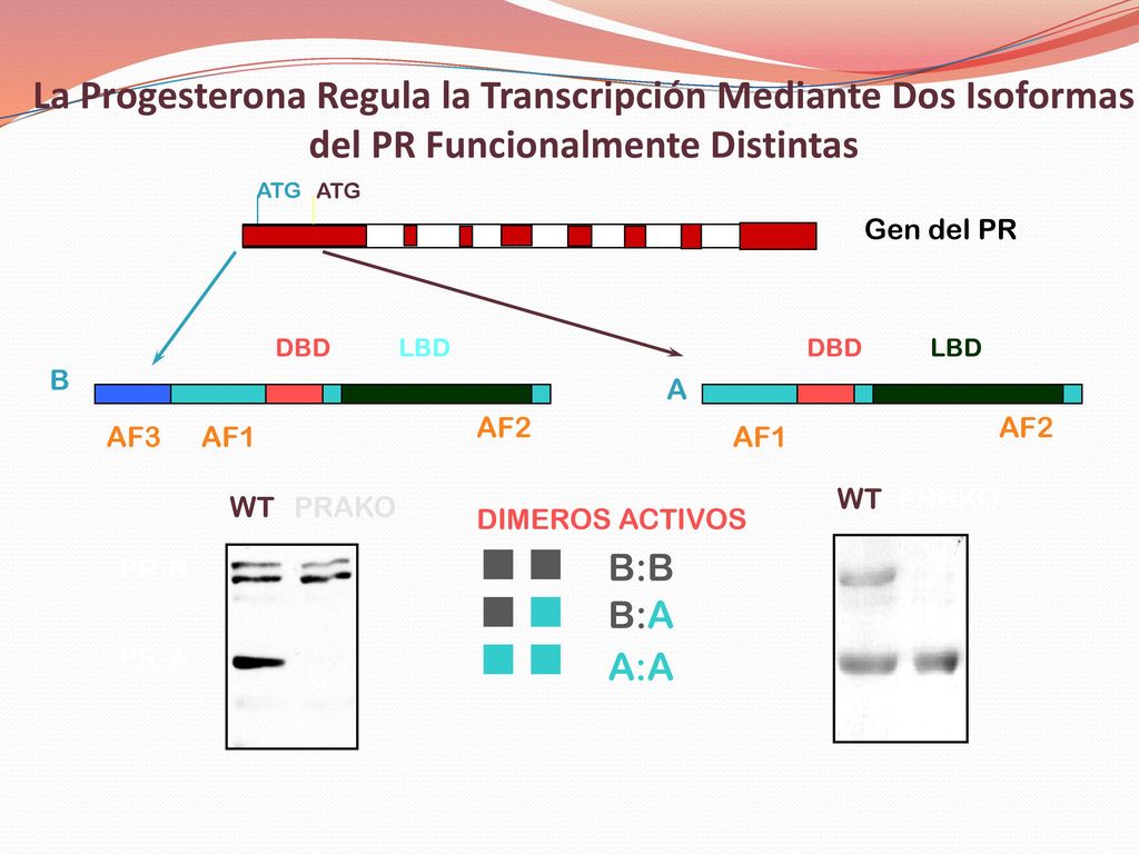 La Progesterona Regula la Transcripción Mediante Dos Isoformas del PR Funcionalmente Distintas