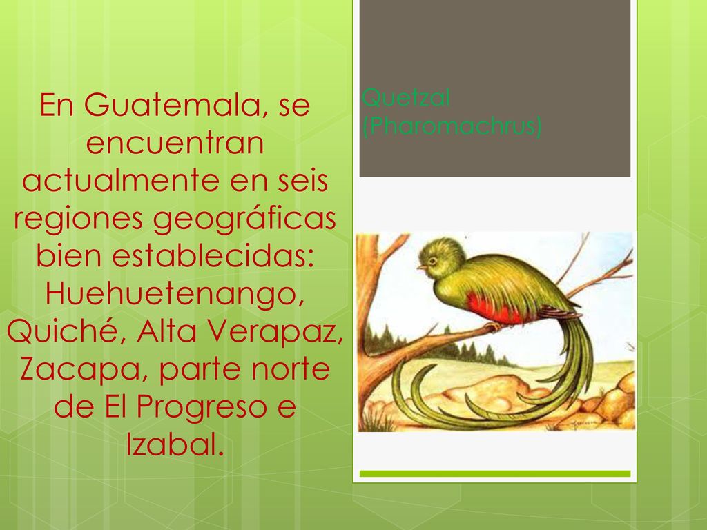 En Guatemala, se encuentran actualmente en seis regiones geográficas bien establecidas: Huehuetenango, Quiché, Alta Verapaz, Zacapa, parte norte de El Progreso e Izabal.