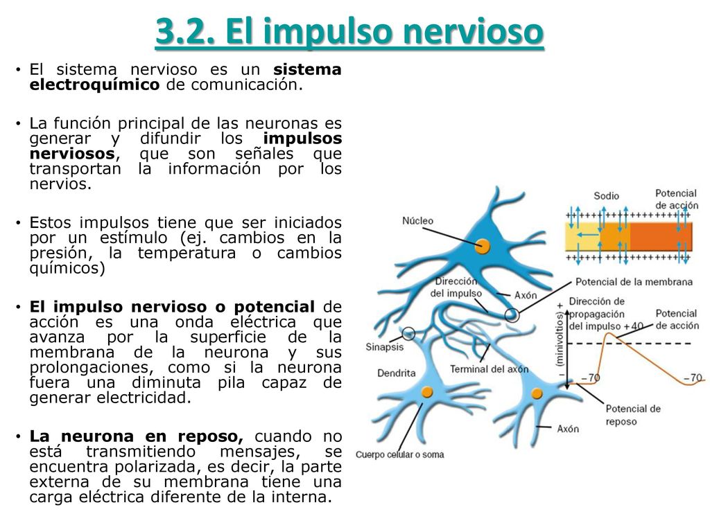 3.2. El impulso nervioso El sistema nervioso es un sistema electroquímico de comunicación.