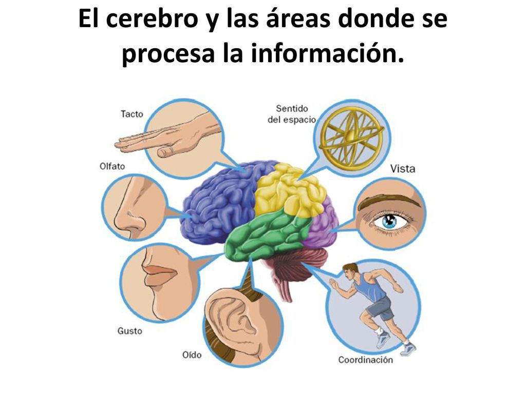 El cerebro y las áreas donde se procesa la información.