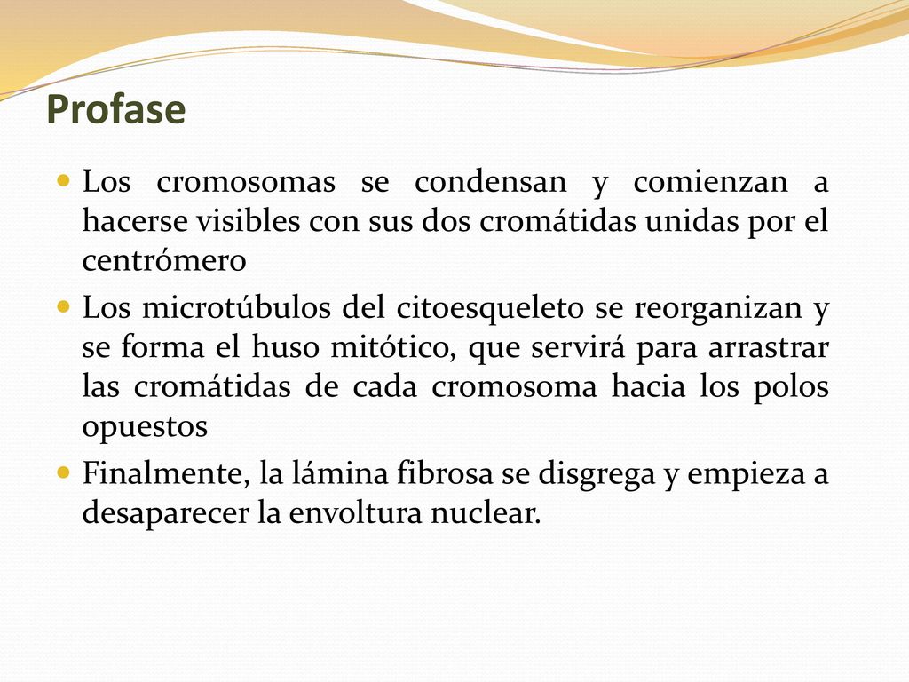 Profase Los cromosomas se condensan y comienzan a hacerse visibles con sus dos cromátidas unidas por el centrómero.