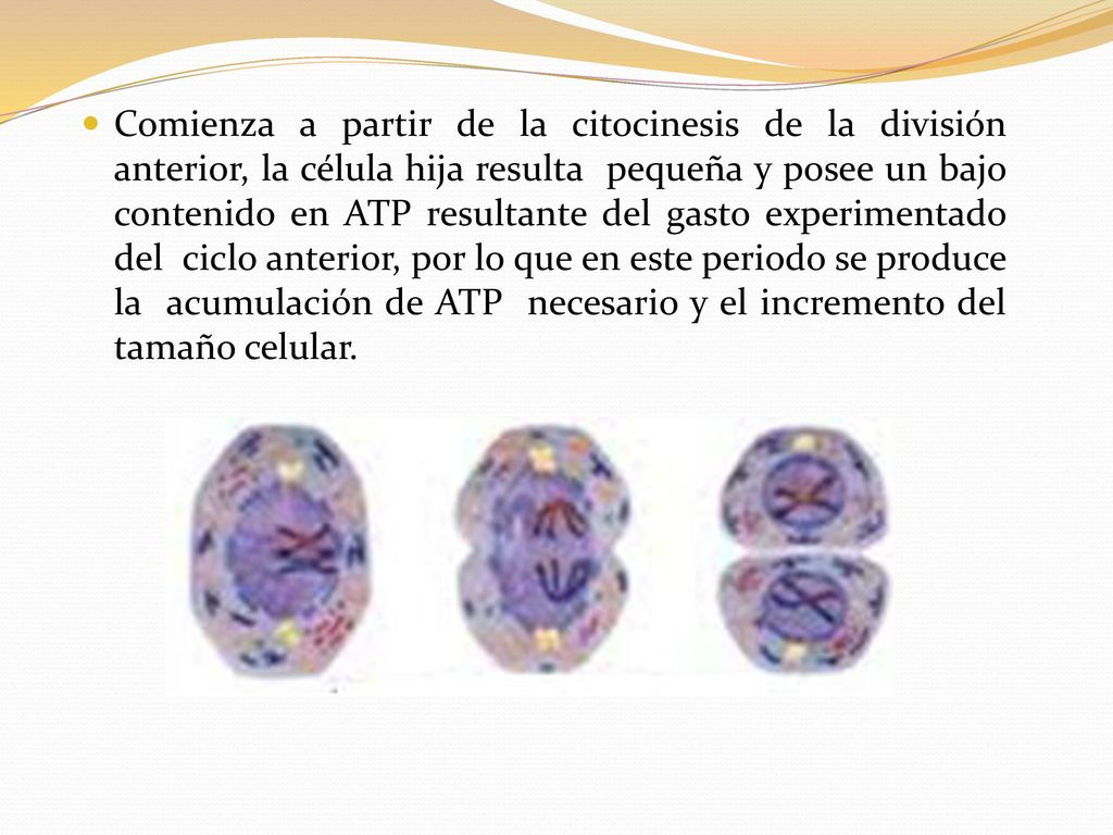Comienza a partir de la citocinesis de la división anterior, la célula hija resulta pequeña y posee un bajo contenido en ATP resultante del gasto experimentado del ciclo anterior, por lo que en este periodo se produce la acumulación de ATP necesario y el incremento del tamaño celular.