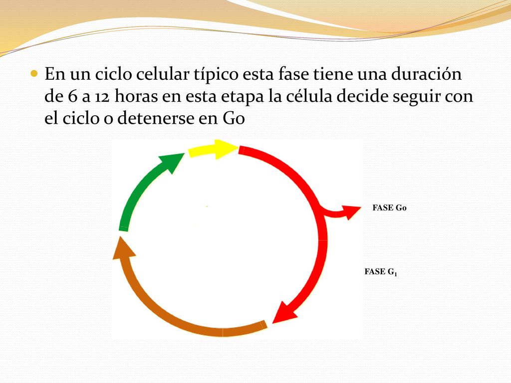 En un ciclo celular típico esta fase tiene una duración de 6 a 12 horas en esta etapa la célula decide seguir con el ciclo o detenerse en G0