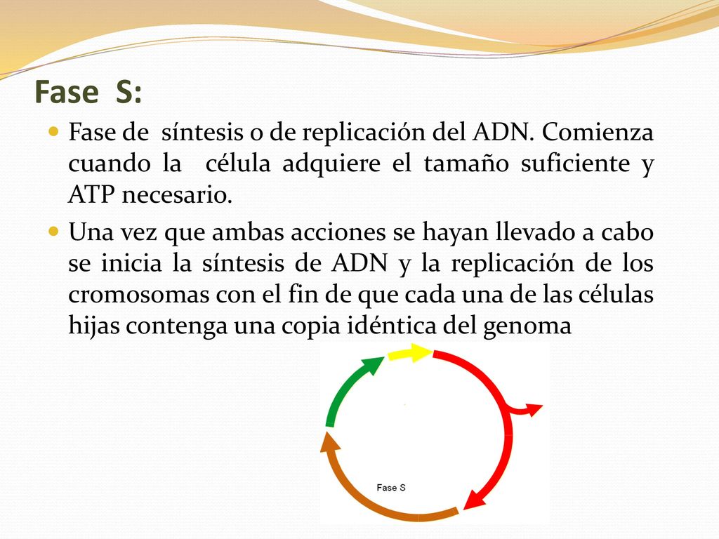Fase S: Fase de síntesis o de replicación del ADN. Comienza cuando la célula adquiere el tamaño suficiente y ATP necesario.