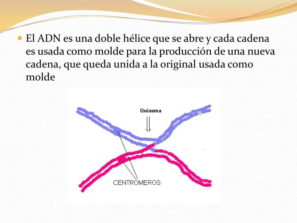 El ADN es una doble hélice que se abre y cada cadena es usada como molde para la producción de una nueva cadena, que queda unida a la original usada como molde