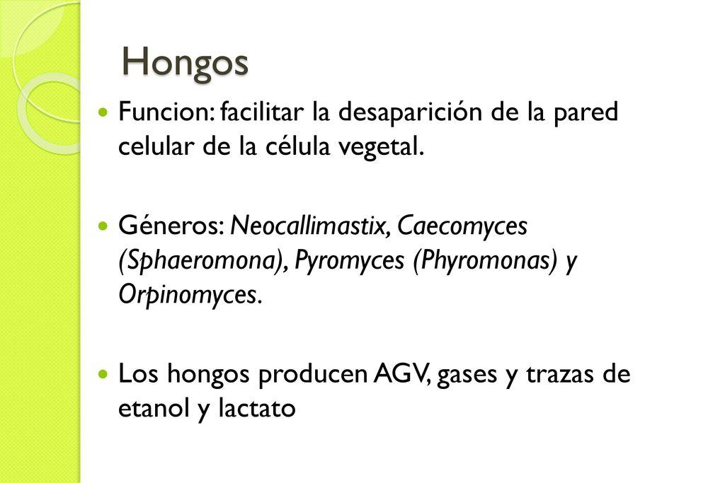 Hongos Funcion: facilitar la desaparición de la pared celular de la célula vegetal.