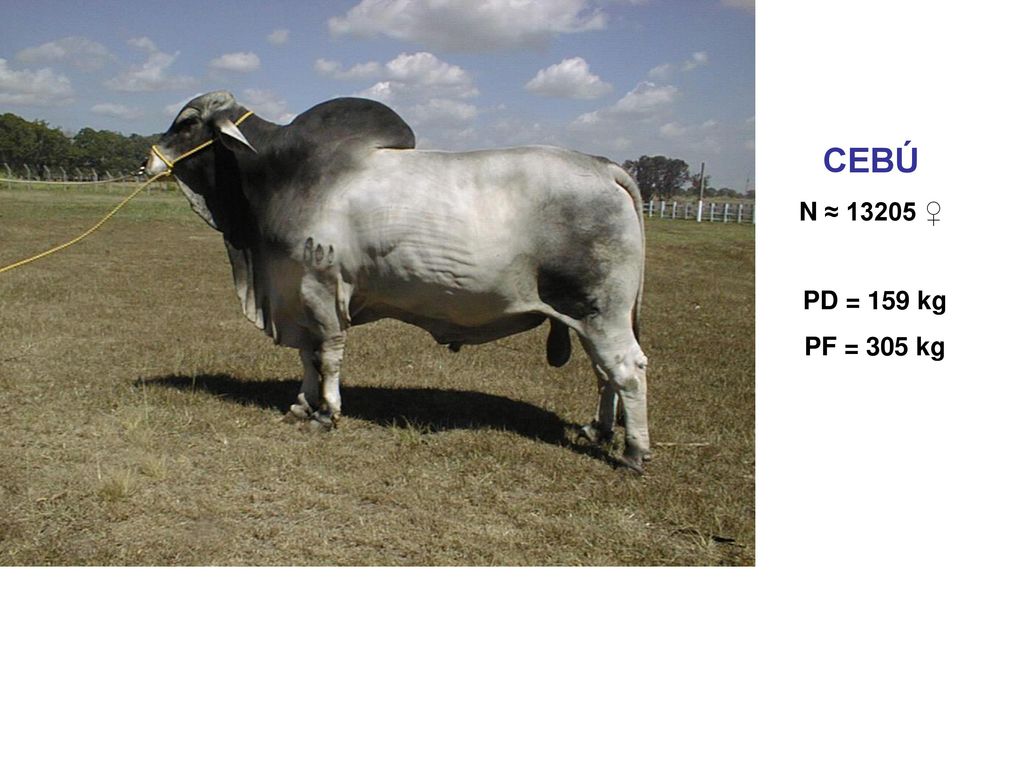 CEBÚ N ≈ ♀ PD = 159 kg PF = 305 kg