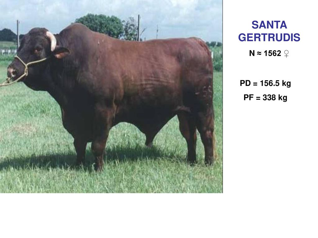 SANTA GERTRUDIS N ≈ 1562 ♀ PD = kg PF = 338 kg