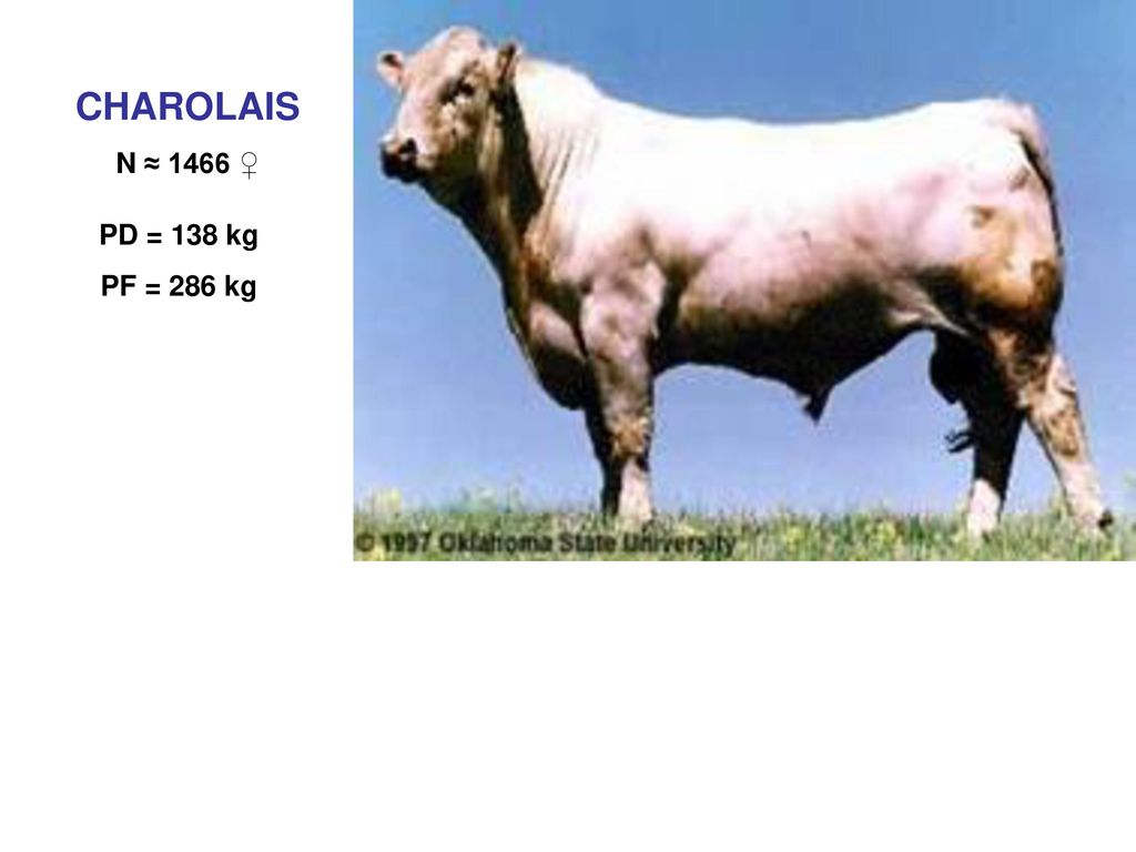 CHAROLAIS N ≈ 1466 ♀ PD = 138 kg PF = 286 kg