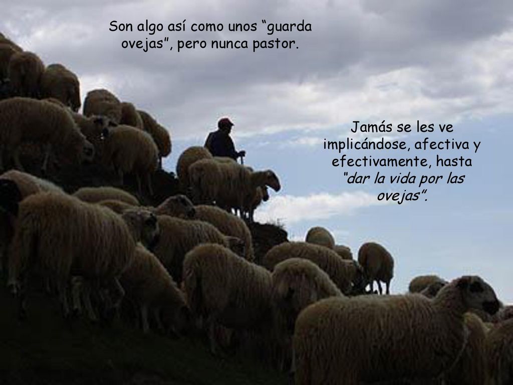 Son algo así como unos guarda ovejas , pero nunca pastor.