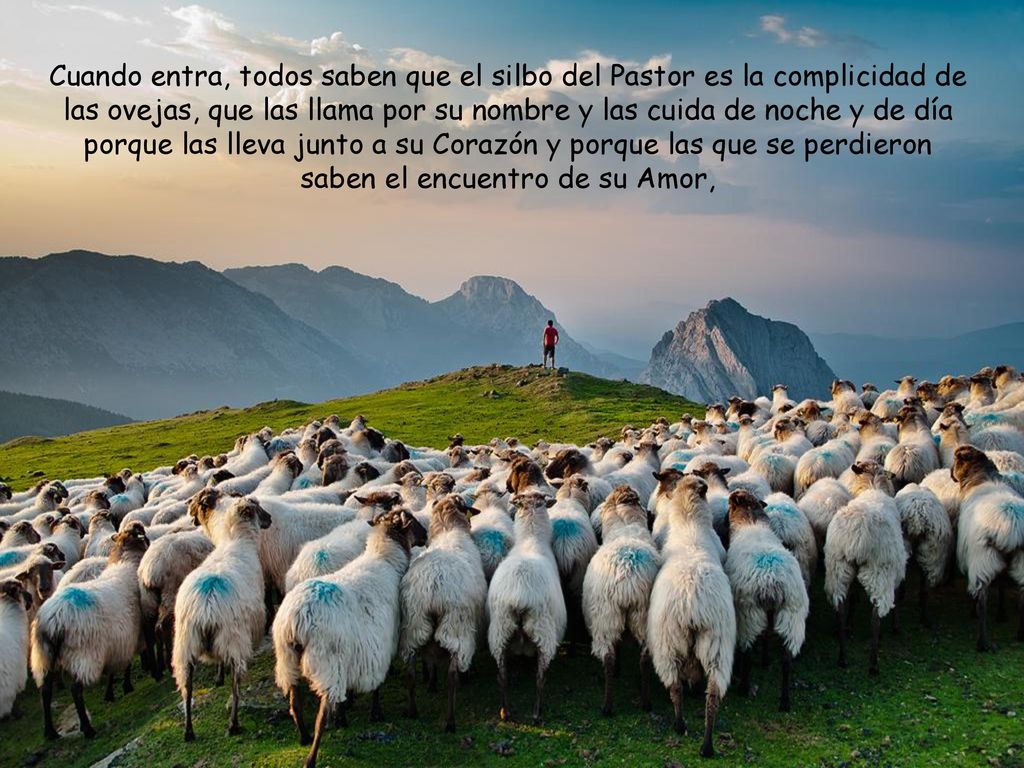 Cuando entra, todos saben que el silbo del Pastor es la complicidad de las ovejas, que las llama por su nombre y las cuida de noche y de día porque las lleva junto a su Corazón y porque las que se perdieron saben el encuentro de su Amor,