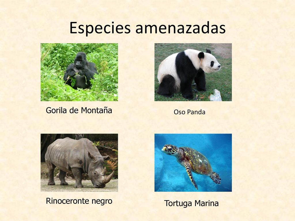 Especies amenazadas Gorila de Montaña Rinoceronte negro Tortuga Marina