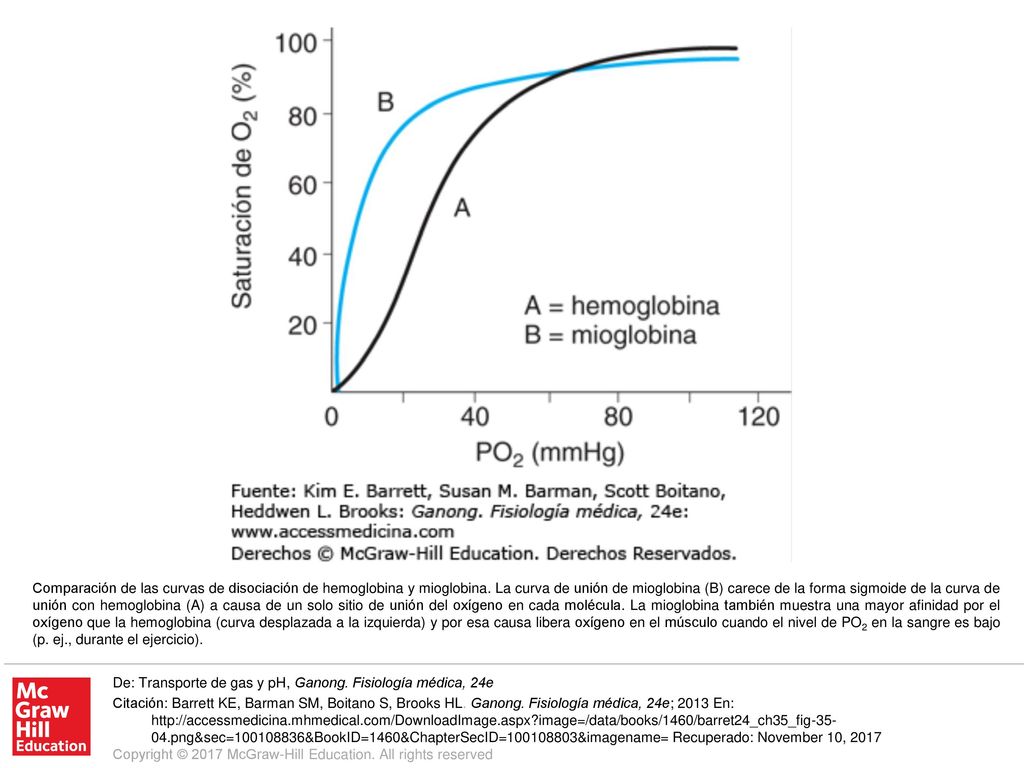 Comparación de las curvas de disociación de hemoglobina y mioglobina