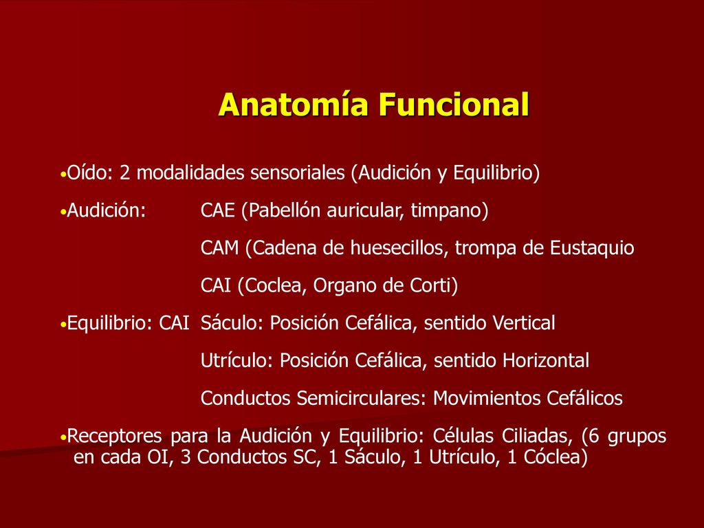 Anatomía Funcional Oído: 2 modalidades sensoriales (Audición y Equilibrio) Audición: CAE (Pabellón auricular, timpano)