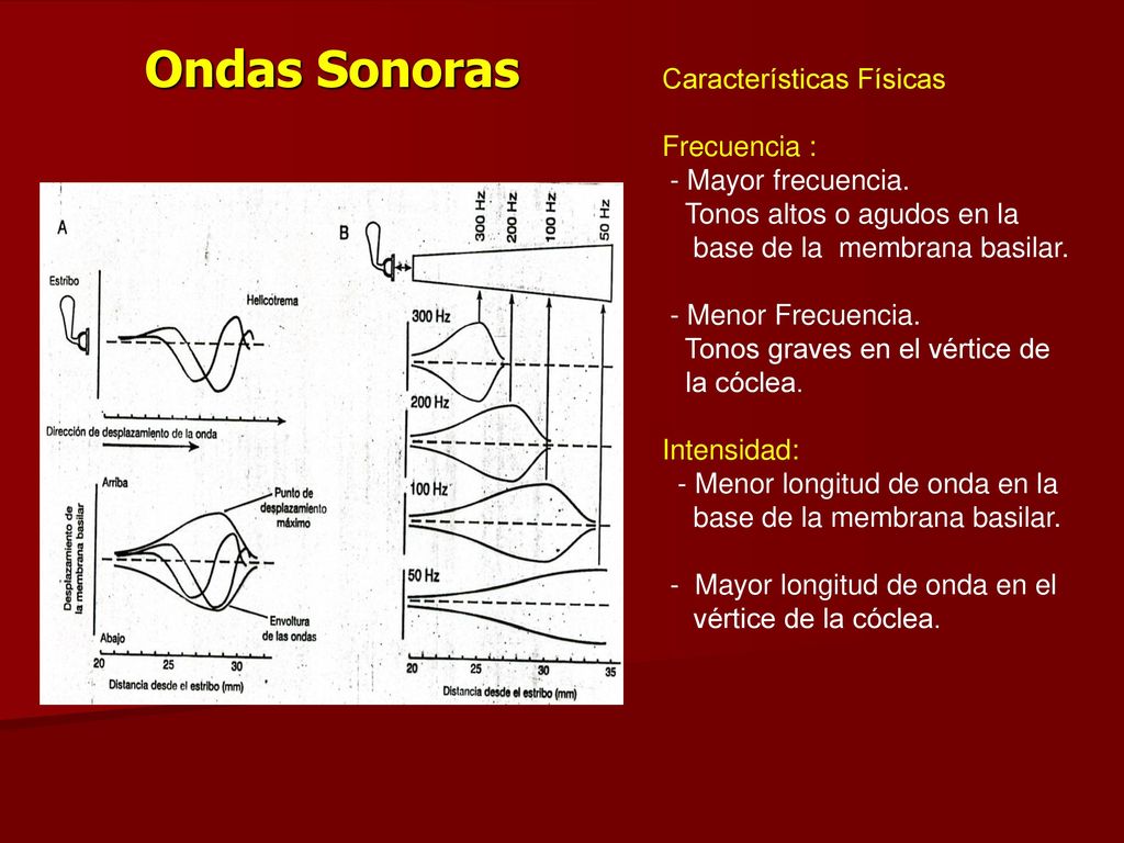 Ondas Sonoras Características Físicas Frecuencia : - Mayor frecuencia.